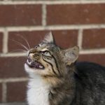 Как успокоить кота