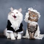 Как ведет себя кошка после вязки