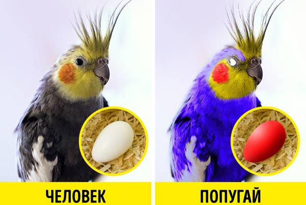 как видит попугай и человек