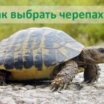 Как выбрать черепаху?