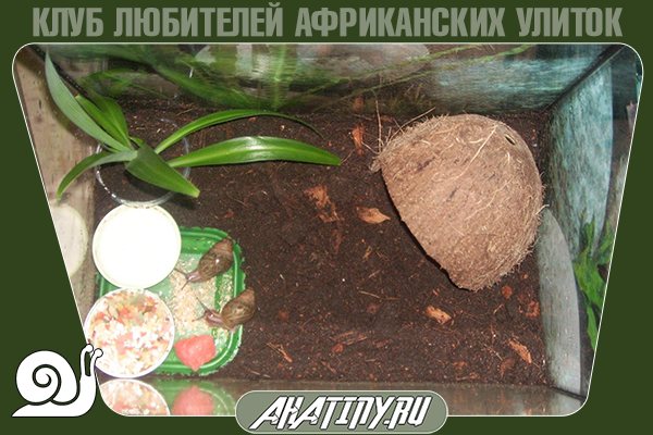 Как выбрать емкость для улитки