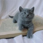 Как выбрать имя для кошек британской породы