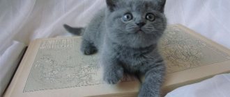 Как выбрать имя для кошек британской породы
