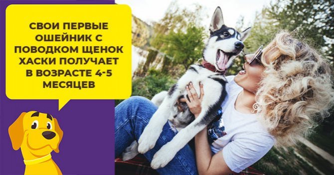 Как выбрать ошейник, поводок или шлейку для собаки породы хаски