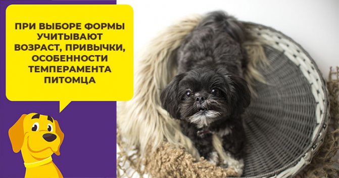 Как выбрать подстилку, чтоб собака была довольна