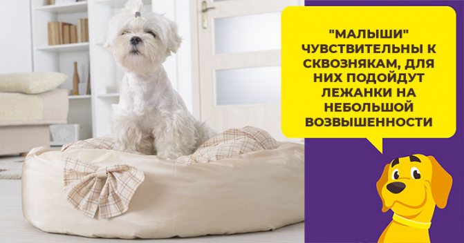 Как выбрать подстилку, чтоб собака была довольна