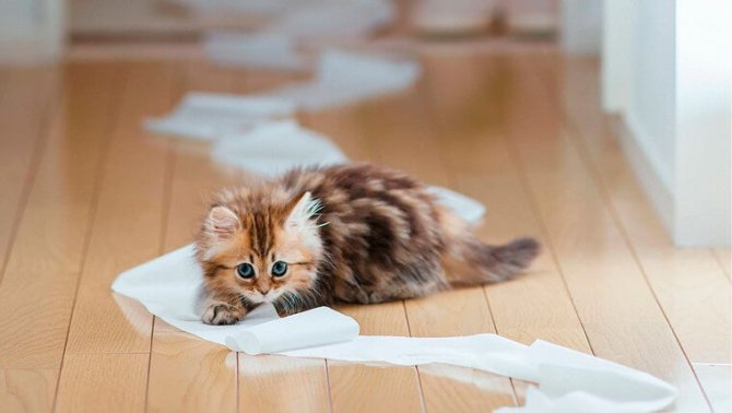 Как вывести запах кошачьей мочи с одежды в домашних условиях?