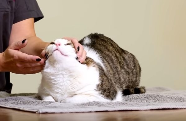 Как заставить кота съесть таблетку