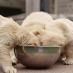 Какие крупы можно собакам?