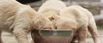 Какие крупы можно собакам?