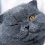 Какие они, серые коты: что приносят в дом, особенности характера