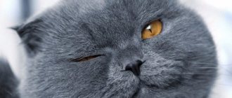Какие они, серые коты: что приносят в дом, особенности характера