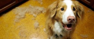 какие витамины помогут от выпадения шерсти