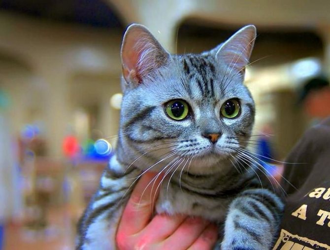Каких кошек не надо стричь