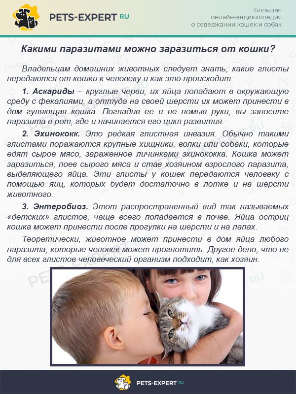Какими паразитами можно заразиться от кошки?