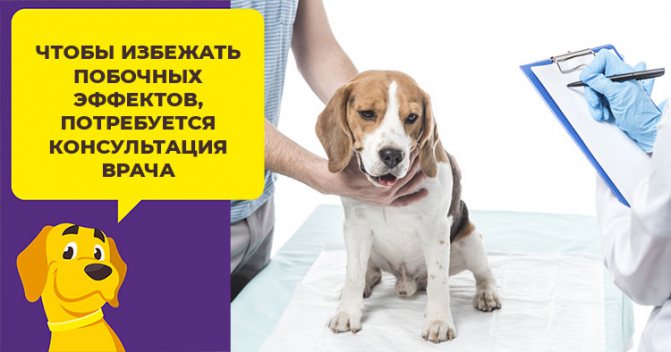 Какое снотворное можно дать собаке, чтобы не навредить питомцу