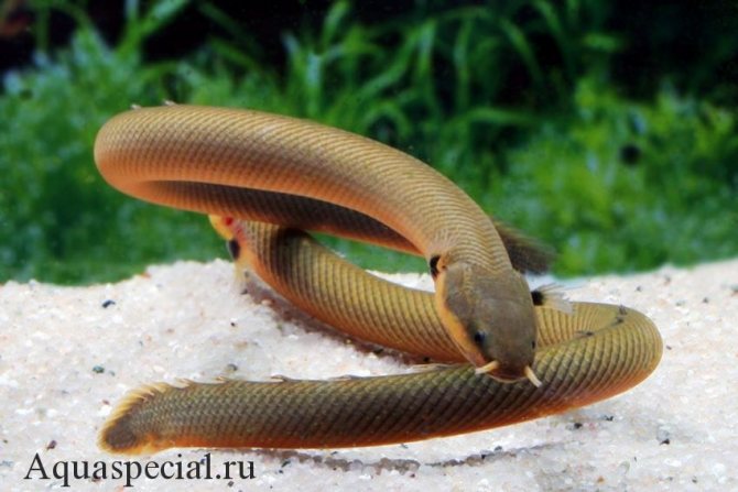Каламоихт калабарский или рыба змея фото