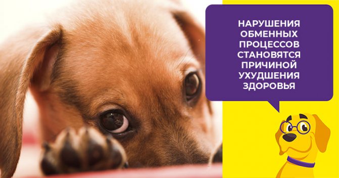 Кальций в рационе собаки - как рассчитать и обеспечить суточную норму