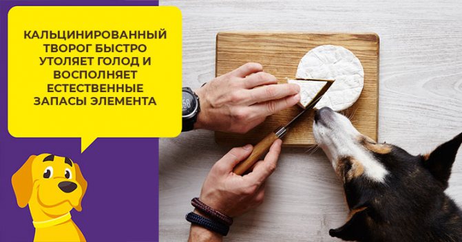 Кальций в рационе собаки - как рассчитать и обеспечить суточную норму