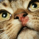 кальцивироз у кошек