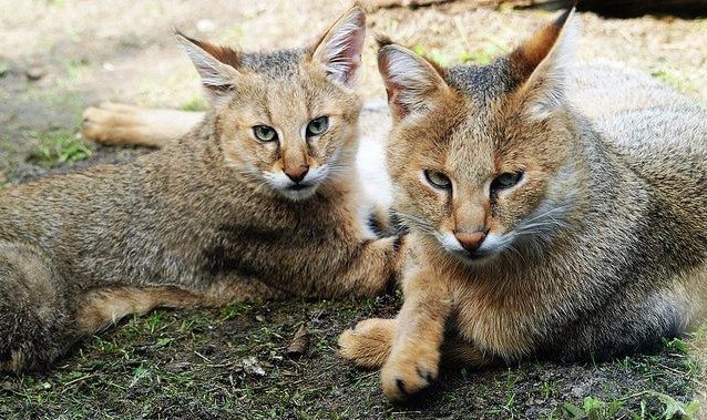 Камышовые коты