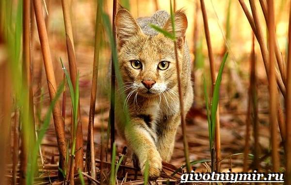 Камышовый-кот-Образ-жизни-и-среда-обитания-камышового-кота-1
