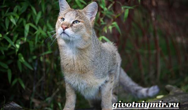 Камышовый-кот-Образ-жизни-и-среда-обитания-камышового-кота-8