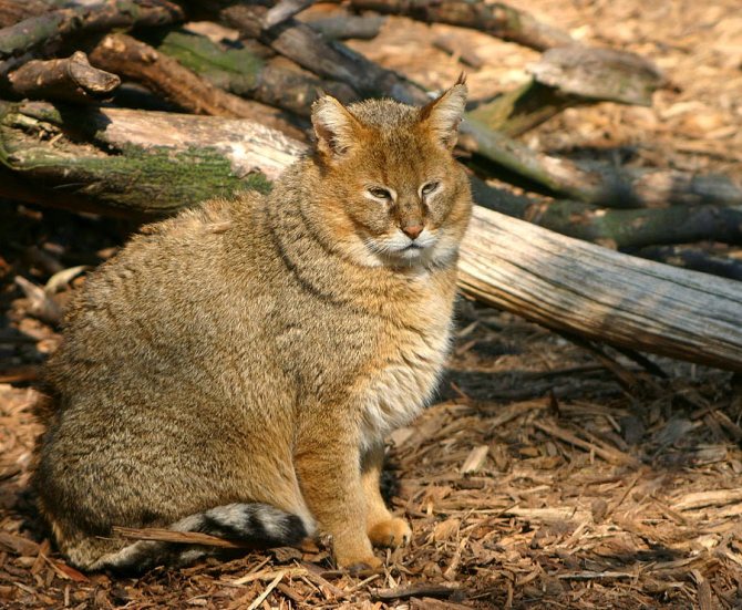 Камышовый кот весит до 14 кг