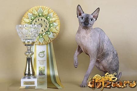 Канадский сфинкс