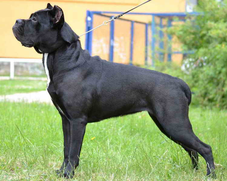 кане-корсо