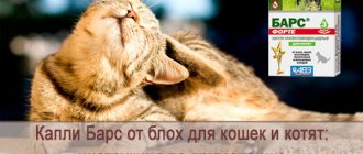 Капли Барс для кошек от блох: инструкция по применению, отзывы