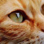 Капли от ушного клеща для кошек