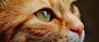 Капли от ушного клеща для кошек