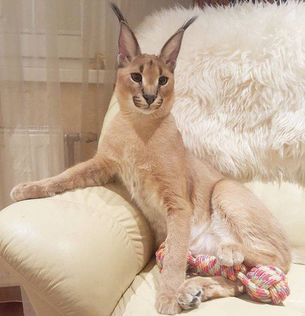 каракал