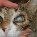 катаракты у кошек