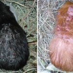 клещ у свинки