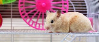 Клетка для хомяка: как сделать правильный выбор