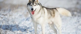 клички для хаски мальчика и девочки
