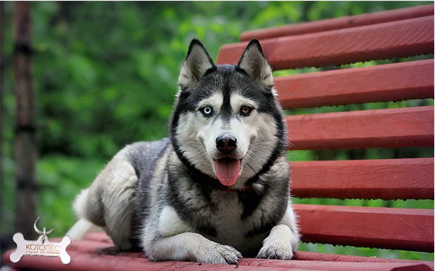 клички для охотничьих лаек
