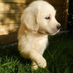 Клички для собак девочек на А