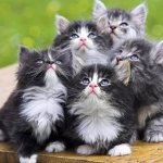 Когда котята открывают глаза и начинают видеть