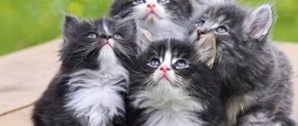 Когда котята открывают глаза и начинают видеть