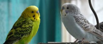 когда можно выпускать попугая из клетки