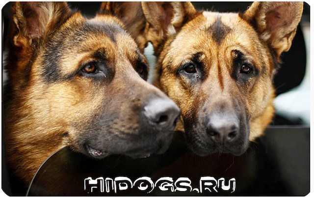 Когда проводить первую вязку у немецкой овчарки, как проводить, особенности, развязка кобеля.