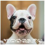 Кого выбрать: мопс или французский бульдог - все плюсы и минусы породы.