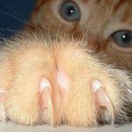 Когтерезка для кошек