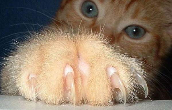 Когтерезка для кошек
