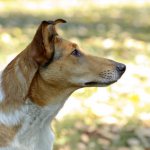 колли шерсть, колли короткая шерсть, колли характер, колли воспитание, колли темперамент, колли и дети кошки другие животные, колли собака нянька,