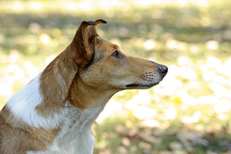 колли шерсть, колли короткая шерсть, колли характер, колли воспитание, колли темперамент, колли и дети кошки другие животные, колли собака нянька,