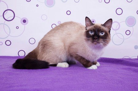 Колор пойнт кот